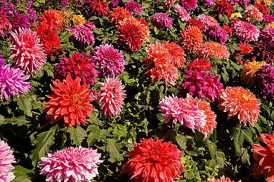 《牧场物语 Welcome！美丽人生》遗忘之谷预告片